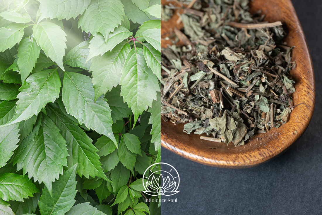 Herb of the Month: Gynostemma