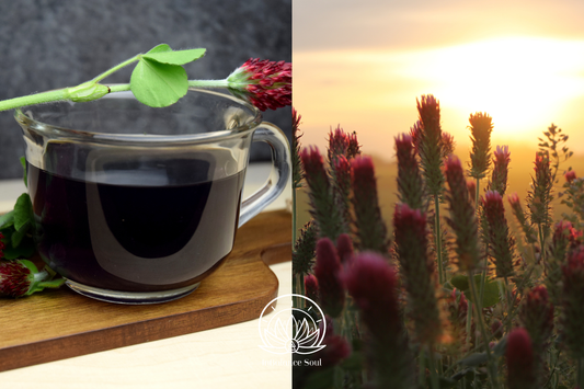 Herb of the Month: Red Clover Bloom