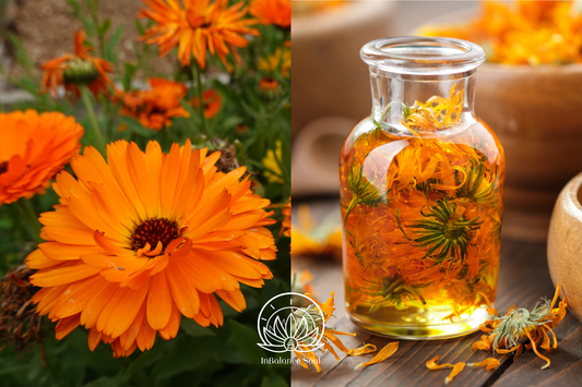 Herb of the Month: Calendula
