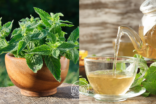 Herb of the Month: Lemon Balm